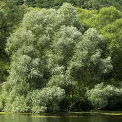 Salix alba